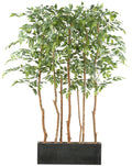 Ficus Benjamina Raumteiler x5 150cm, gruen, im Holzkasten 58x12x20cm