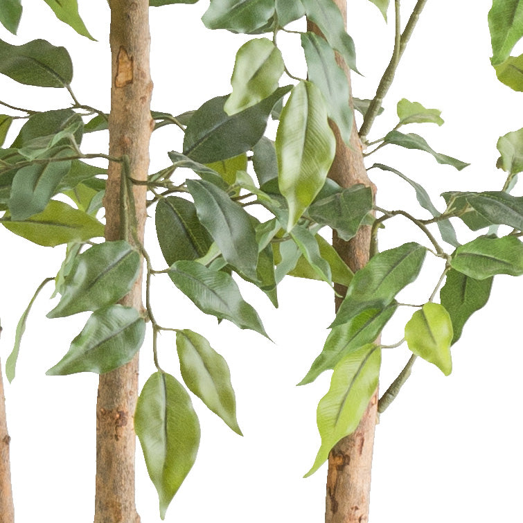 Ficus Benjamina Raumteiler x5 150cm, gruen, im Holzkasten 58x12x20cm