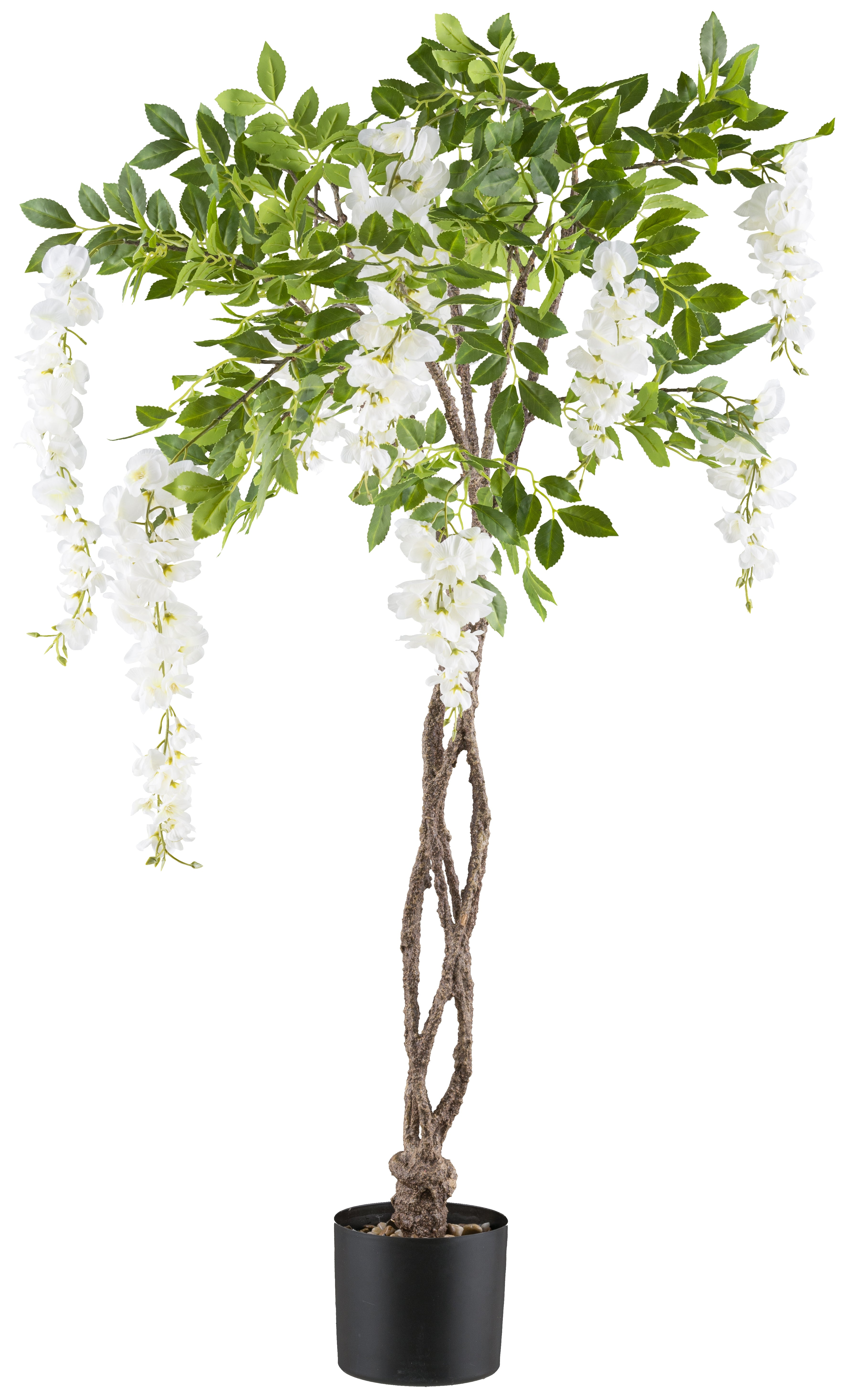 Wisteria x10, 115cm, weiss, geflochtener Stamm, im K-stofftopf 14,5x13cm mit Kies