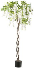 Wisteria x22, 170cm, weiss geflochtener Stamm, im K-stofftopf 16,5x15cm mit Kies