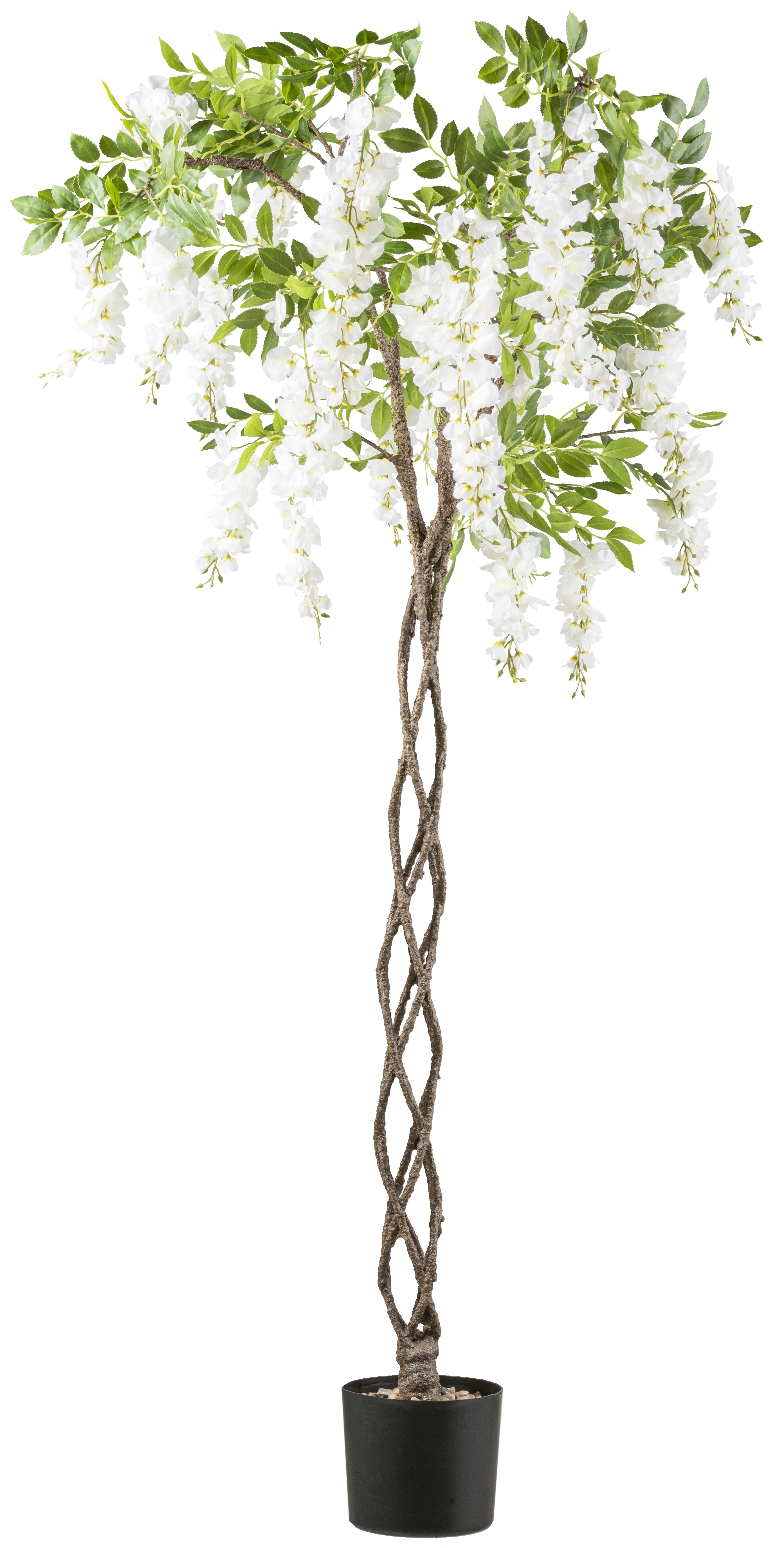 Wisteria x22, 170cm, weiss geflochtener Stamm, im K-stofftopf 16,5x15cm mit Kies