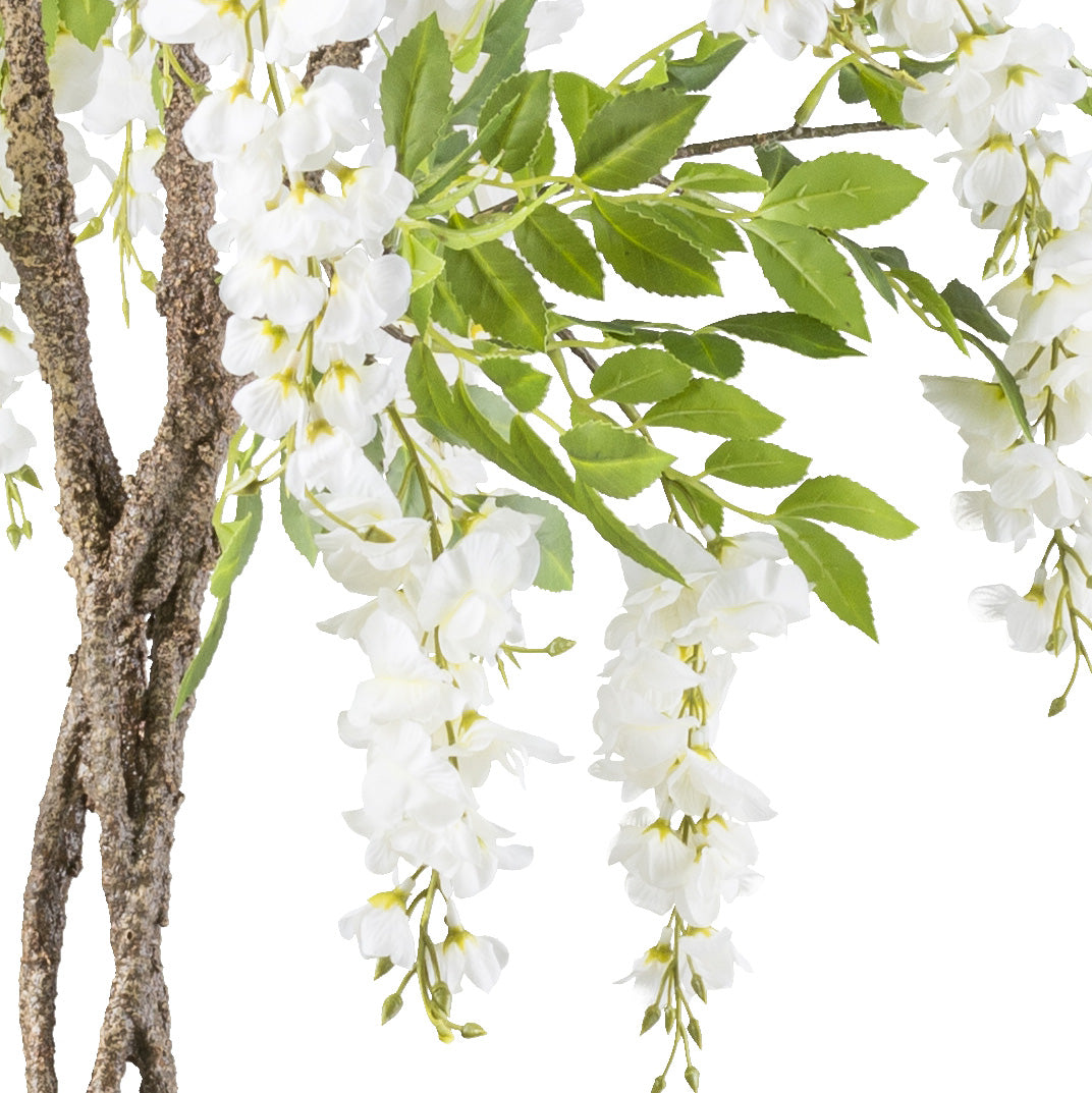 Wisteria x22, 170cm, weiss geflochtener Stamm, im K-stofftopf 16,5x15cm mit Kies