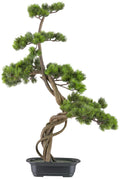 Bonsai Kiefer ca 70x45cm, gruen in Kunststoffschale 21x15x6cm schwarz