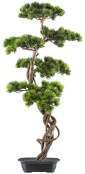 Bonsai Kiefer ca 90x40cm, gruen in Kunststoffschale 21x15x6cm schwarz