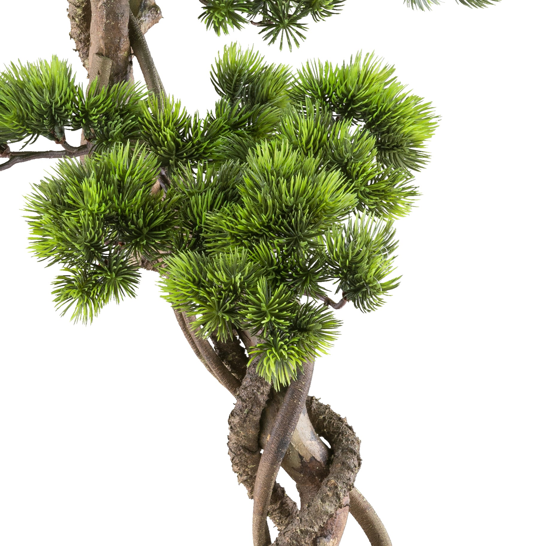 Bonsai Kiefer ca 90x40cm, gruen in Kunststoffschale 21x15x6cm schwarz