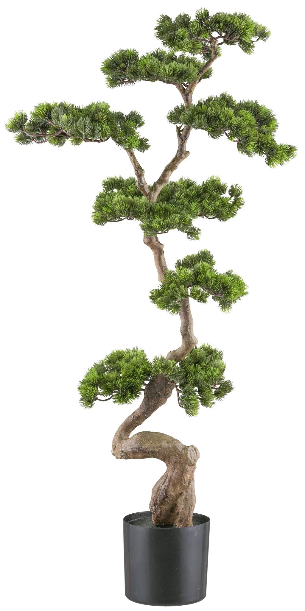Bonsai Kiefer ca 125x50cm, gruen, im Kunststofftopf 19x17cm schwarz