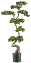 Bonsai Kiefer ca 125x50cm, gruen, im Kunststofftopf 19x17cm schwarz