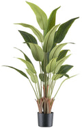 Strelitzia reginae x20, 120cm gruen im Kunststofftopf schwarz 15x13cm