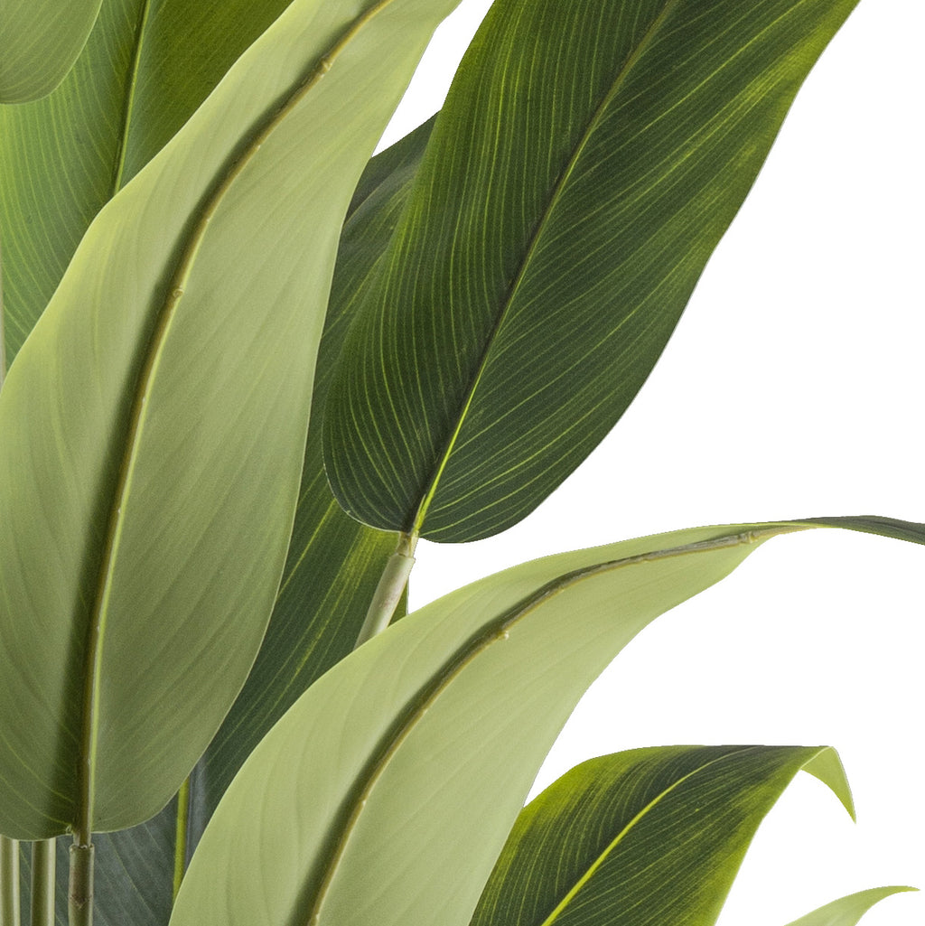 Strelitzia reginae x20, 120cm gruen im Kunststofftopf schwarz 15x13cm
