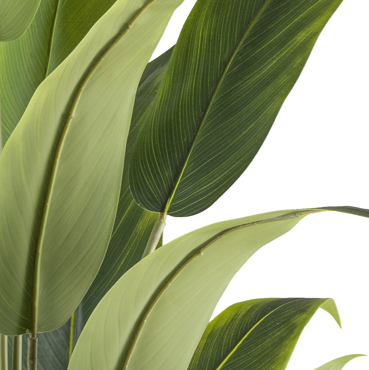 Strelitzia reginae x20, 120cm gruen im Kunststofftopf schwarz 15x13cm