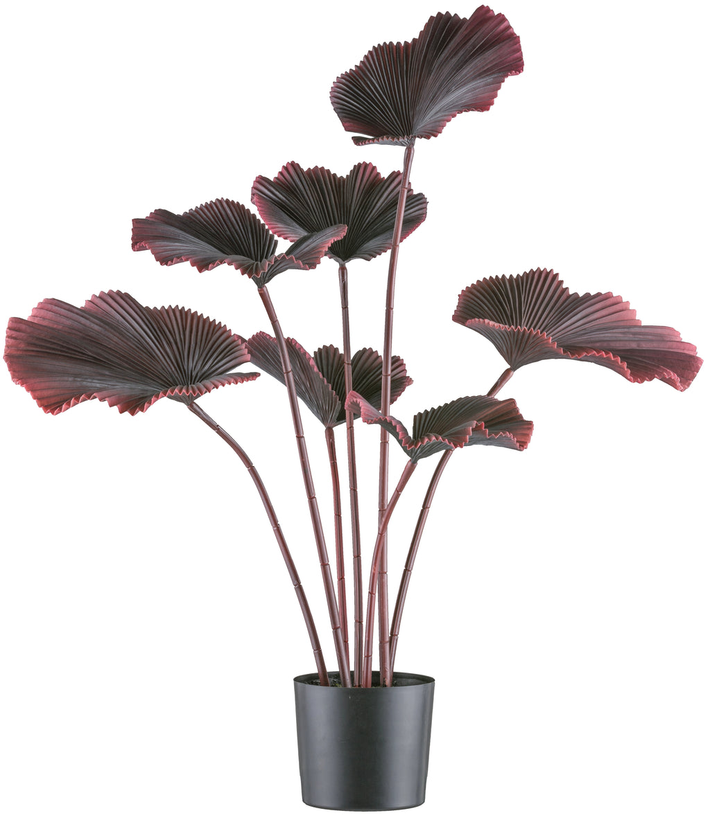 Strahlenpalme x7, 100cm dunkelrot, im Kunststofftopf 19,5x17,5cm schwarz