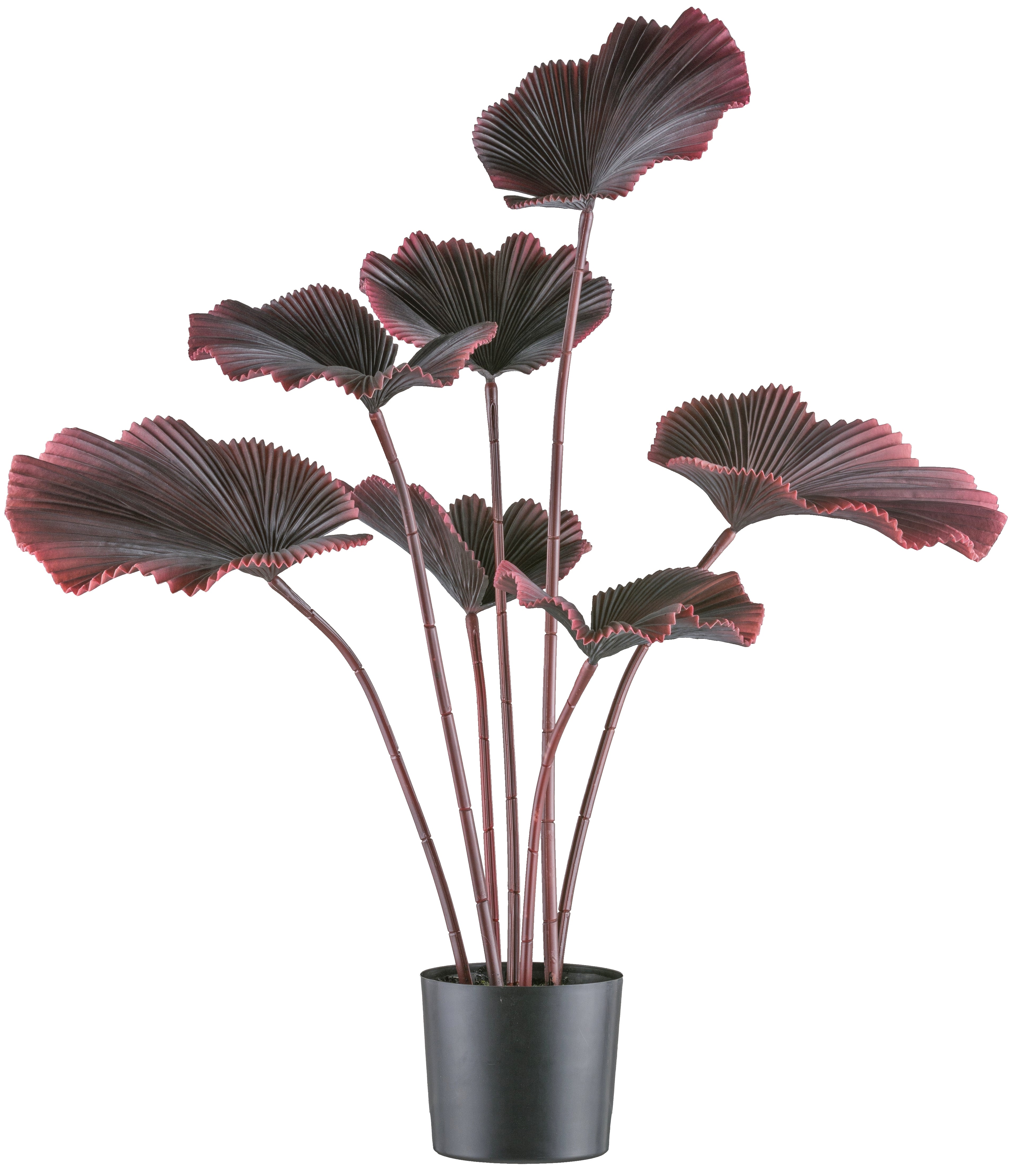 Strahlenpalme x7, 100cm dunkelrot, im Kunststofftopf 19,5x17,5cm schwarz