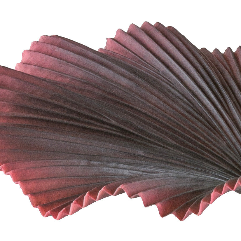 Strahlenpalme x7, 100cm dunkelrot, im Kunststofftopf 19,5x17,5cm schwarz