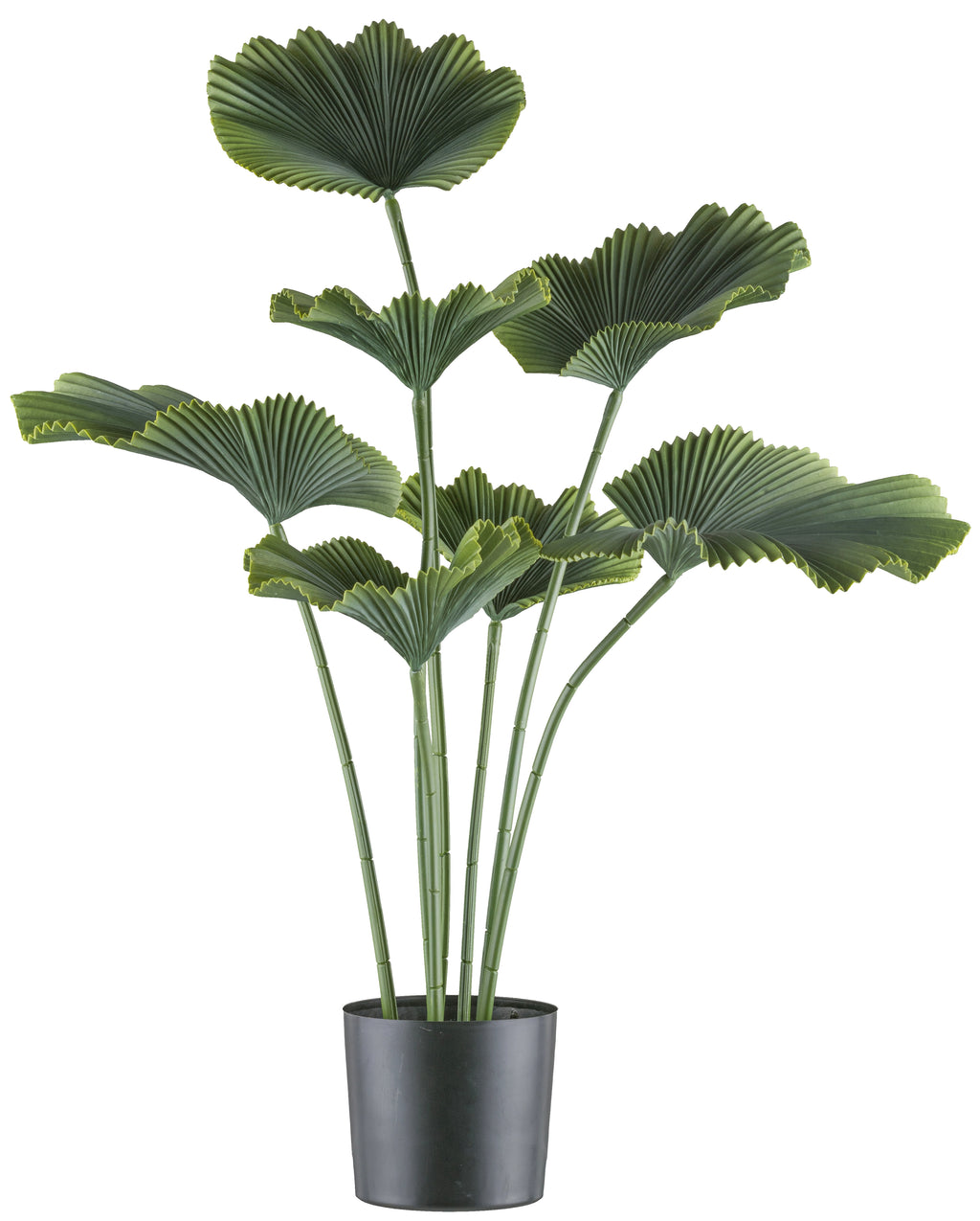 Strahlenpalme x7, 100cm gruen, im Kunststofftopf 19,5x17,5cm schwarz
