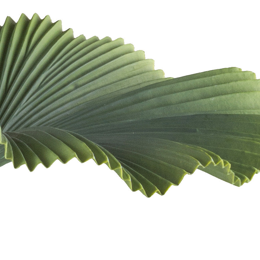 Strahlenpalme x7, 100cm gruen, im Kunststofftopf 19,5x17,5cm schwarz