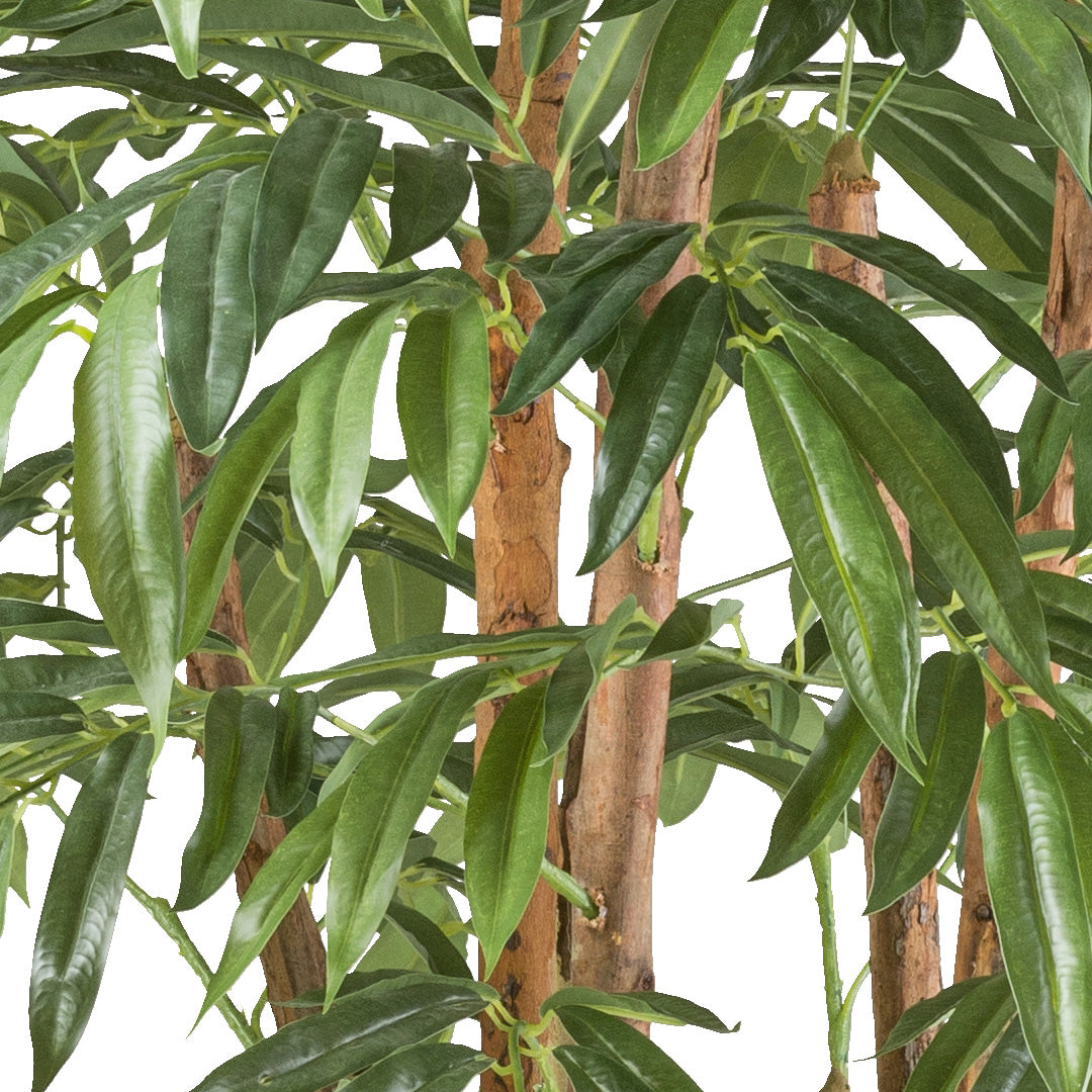 Ficus longifolia x2, 170cm, 798 Blaetter, gruen, Naturstamm im Kunststofftopf 17x14,5cm