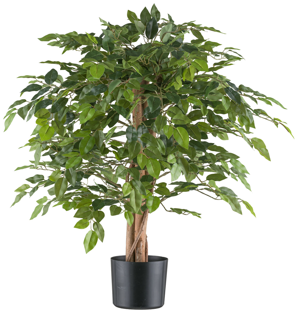 Ficus Benjamina, 85cm gruen 558 Bl., Naturstamm im Kunststofftopf 15x12,5cm