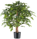 Ficus Benjamina, 85cm gruen 558 Bl., Naturstamm im Kunststofftopf 15x12,5cm