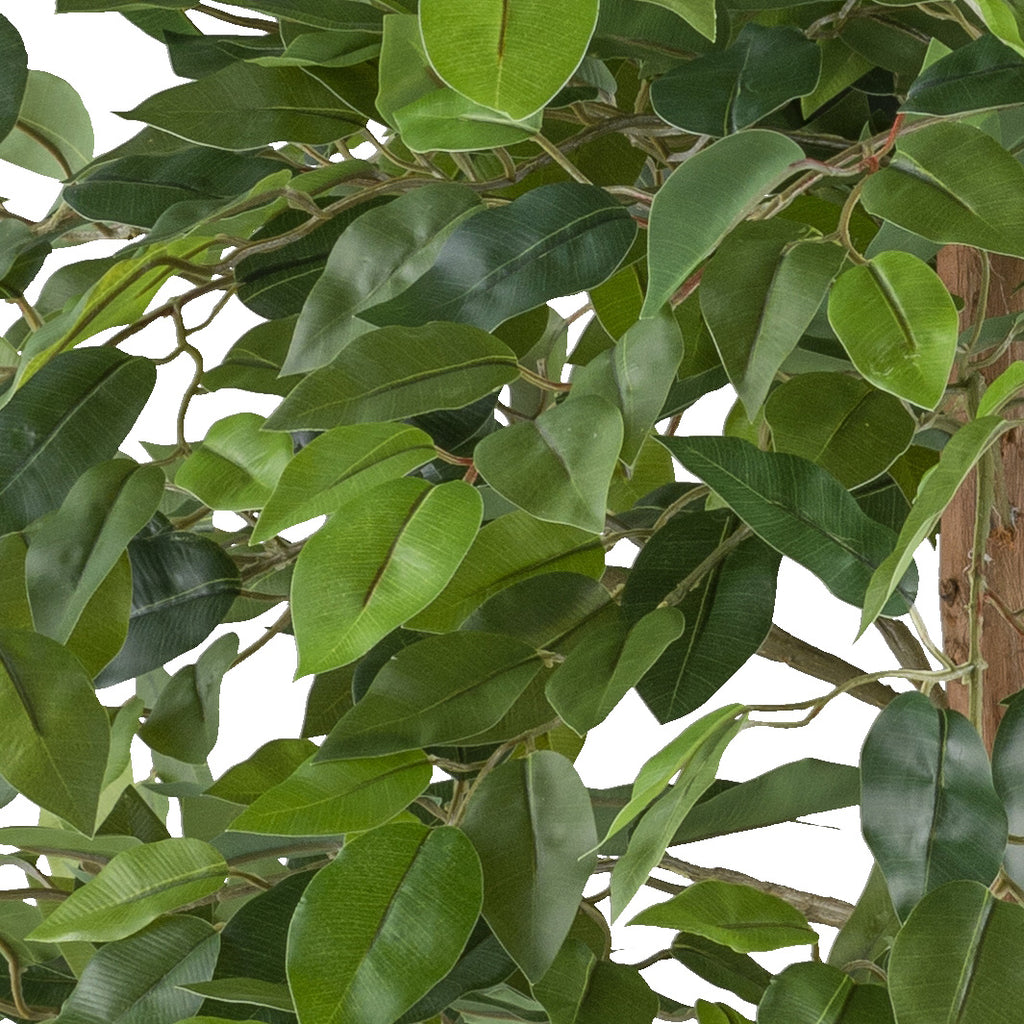 Ficus Benjamina, 85cm gruen 558 Bl., Naturstamm im Kunststofftopf 15x12,5cm