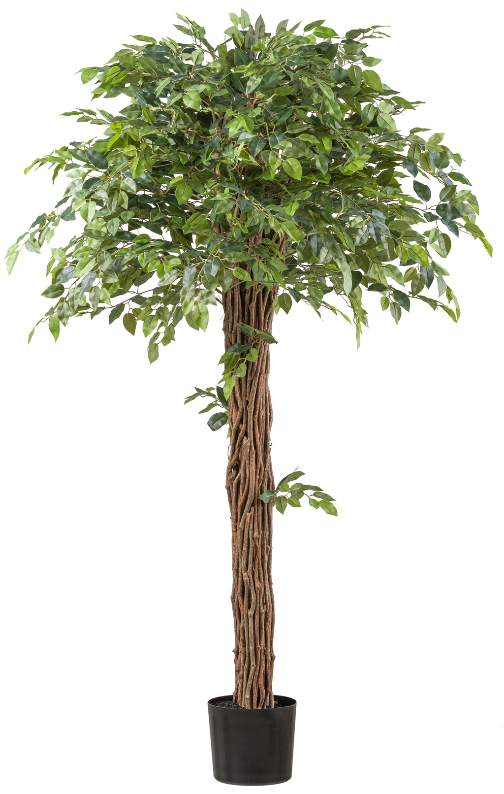 Ficus Benjamina 175cm gruen Lianenstamm im Kunststofftopf 19x17cm