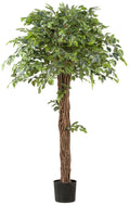 Ficus Benjamina 175cm gruen Lianenstamm im Kunststofftopf 19x17cm