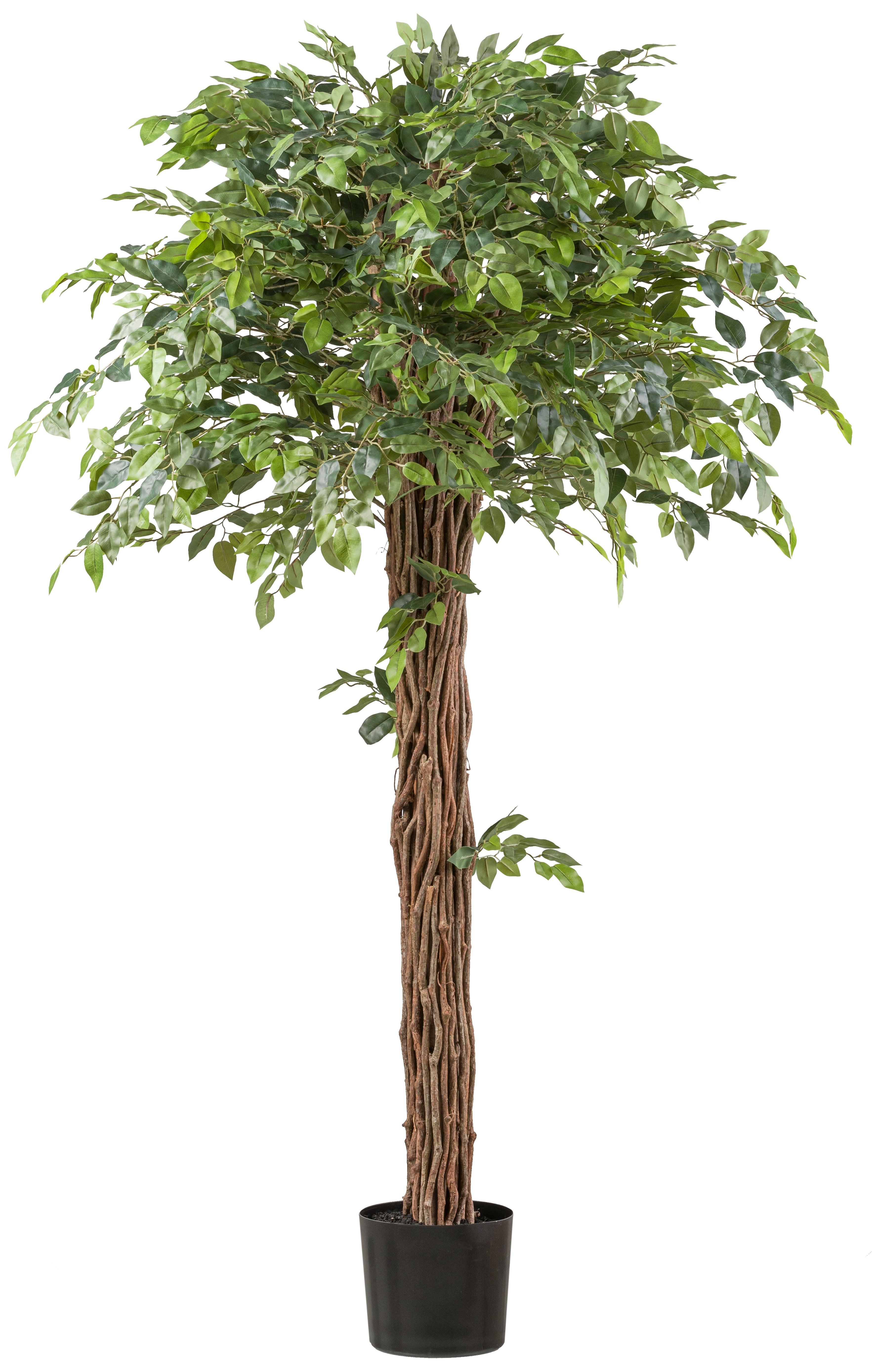 Ficus Benjamina 175cm gruen Lianenstamm im Kunststofftopf 19x17cm