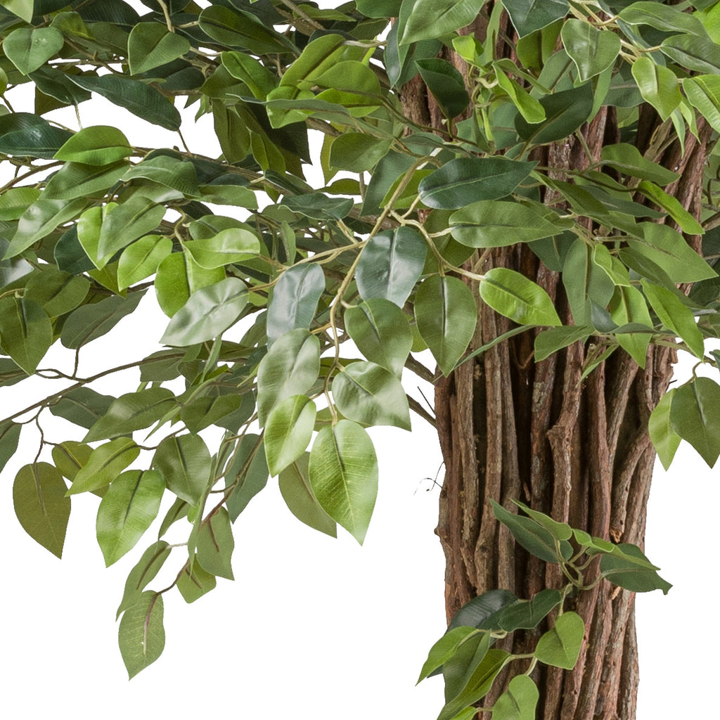 Ficus Benjamina 175cm gruen Lianenstamm im Kunststofftopf 19x17cm