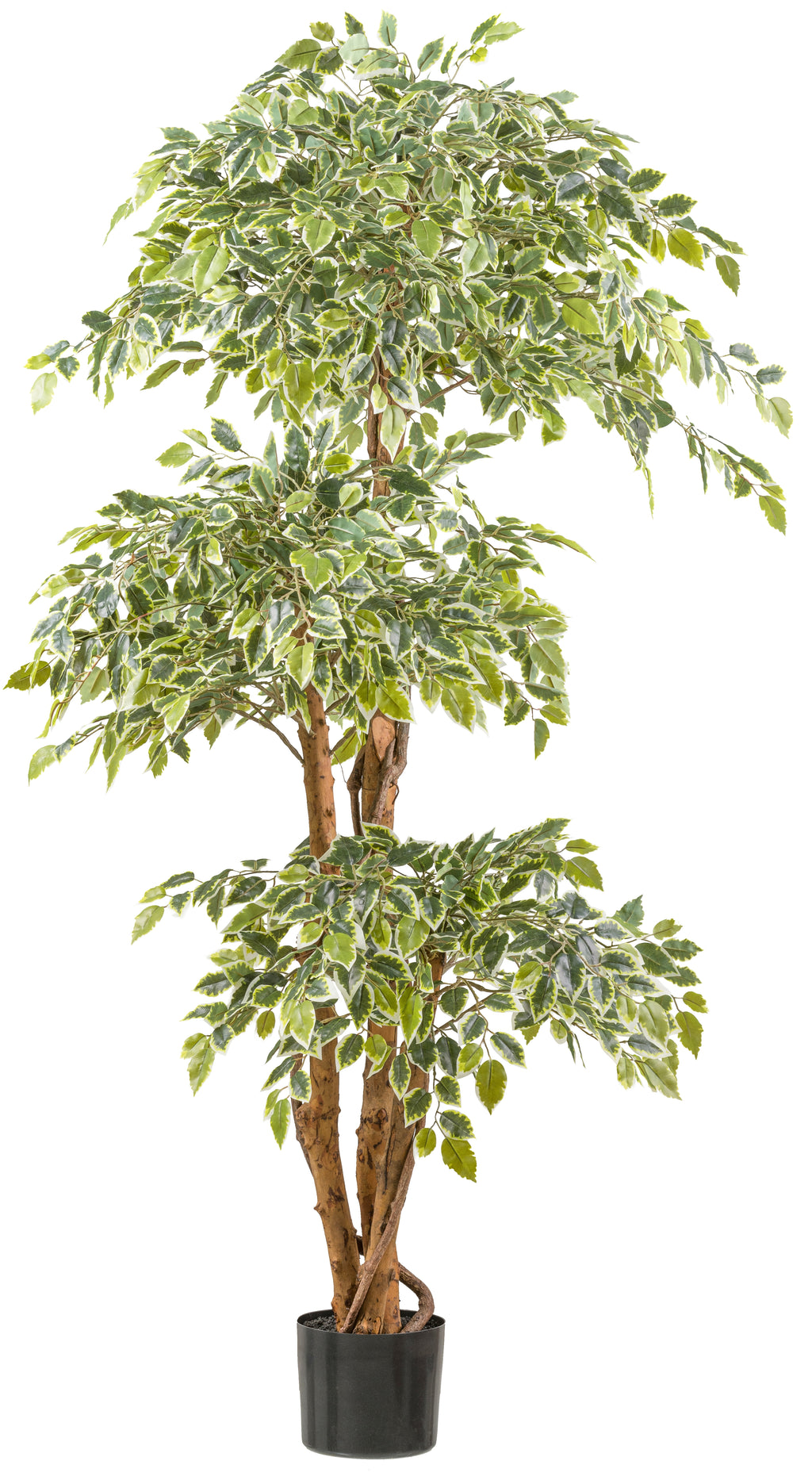 Ficus Benjamina var. x3, 165cm gruenweiss, 2230 Bl.,Naturstamm im Kunststofftopf 17x14,5cm