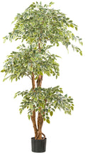 Ficus Benjamina var. x3, 165cm gruenweiss, 2230 Bl.,Naturstamm im Kunststofftopf 17x14,5cm
