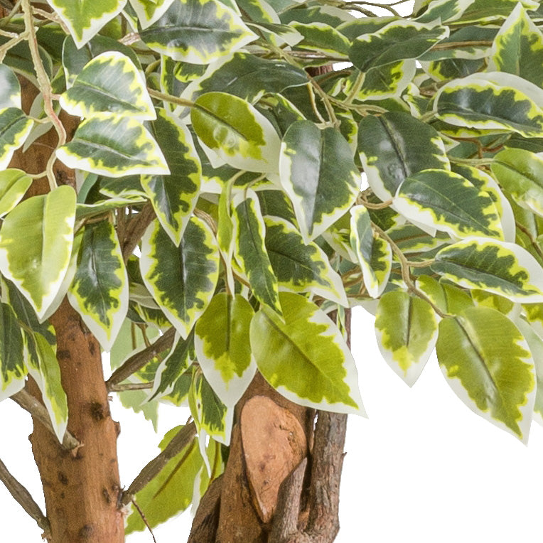 Ficus Benjamina var. x3, 165cm gruenweiss, 2230 Bl.,Naturstamm im Kunststofftopf 17x14,5cm