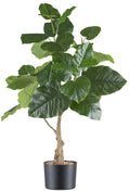 Ficus petiolaris, ca 85cm, gruen, im Kunststofftopf 15x12cm schwarz, mit Kies