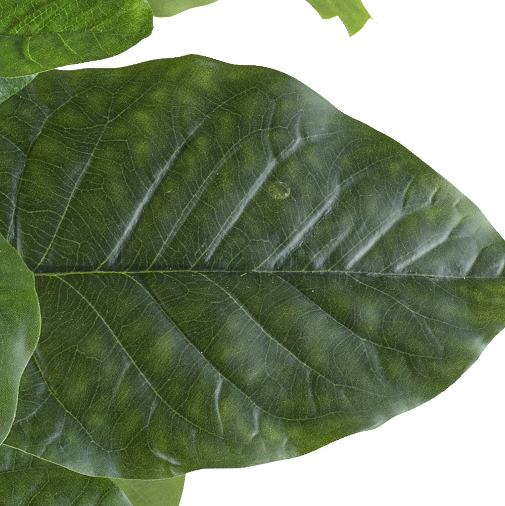 Ficus petiolaris, ca 85cm, gruen, im Kunststofftopf 15x12cm schwarz, mit Kies