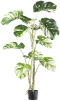 Monstera deliciosa variegata x11, 160cm gruenweiss, im Kunststofftopf 17x14,5cm