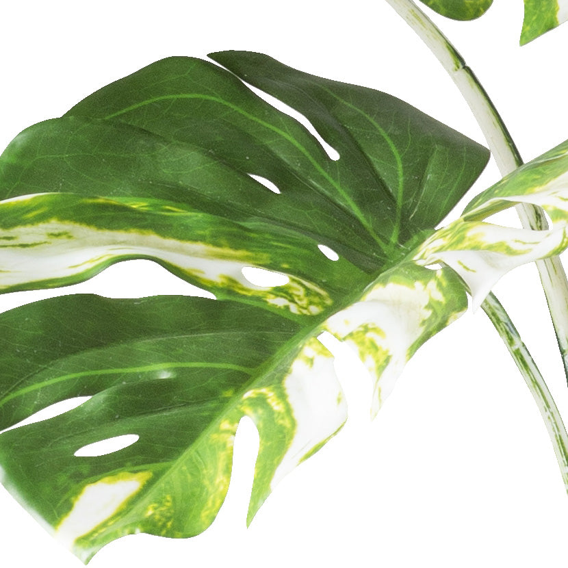Monstera deliciosa variegata x11, 160cm gruenweiss, im Kunststofftopf 17x14,5cm