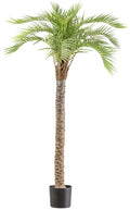 Macauba-Palme, ca 175cm gruen im Kunststofftopf 19x17cm