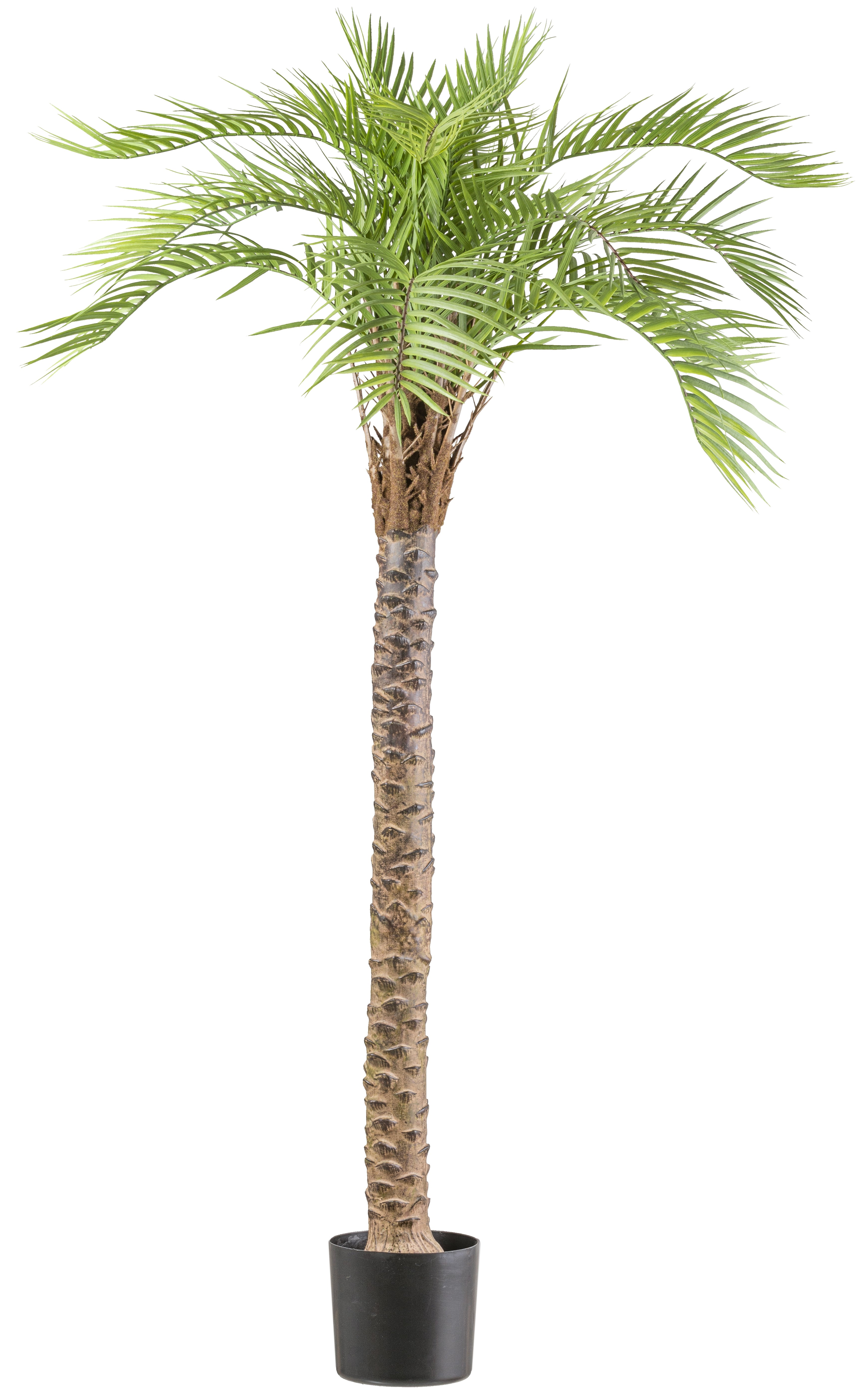 Macauba-Palme, ca 175cm gruen im Kunststofftopf 19x17cm
