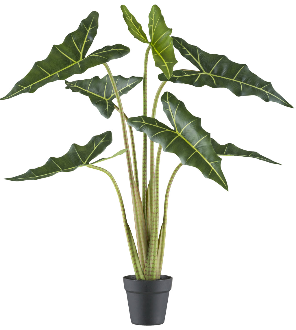 Alocasia zebrina Sarian x7, 100cm gruen im Kunststofftopf 14x13cm