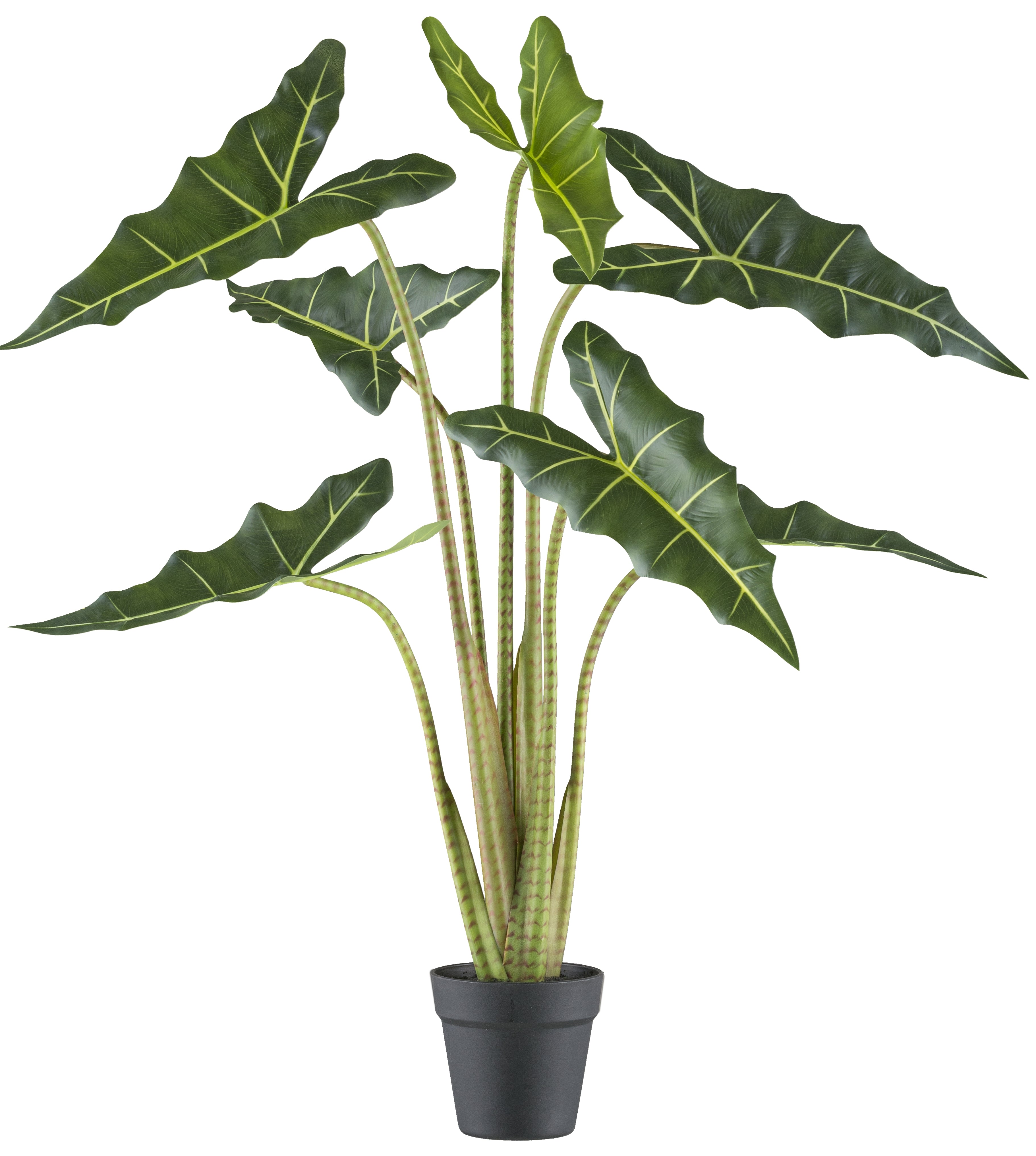 Alocasia zebrina Sarian x7, 100cm gruen im Kunststofftopf 14x13cm