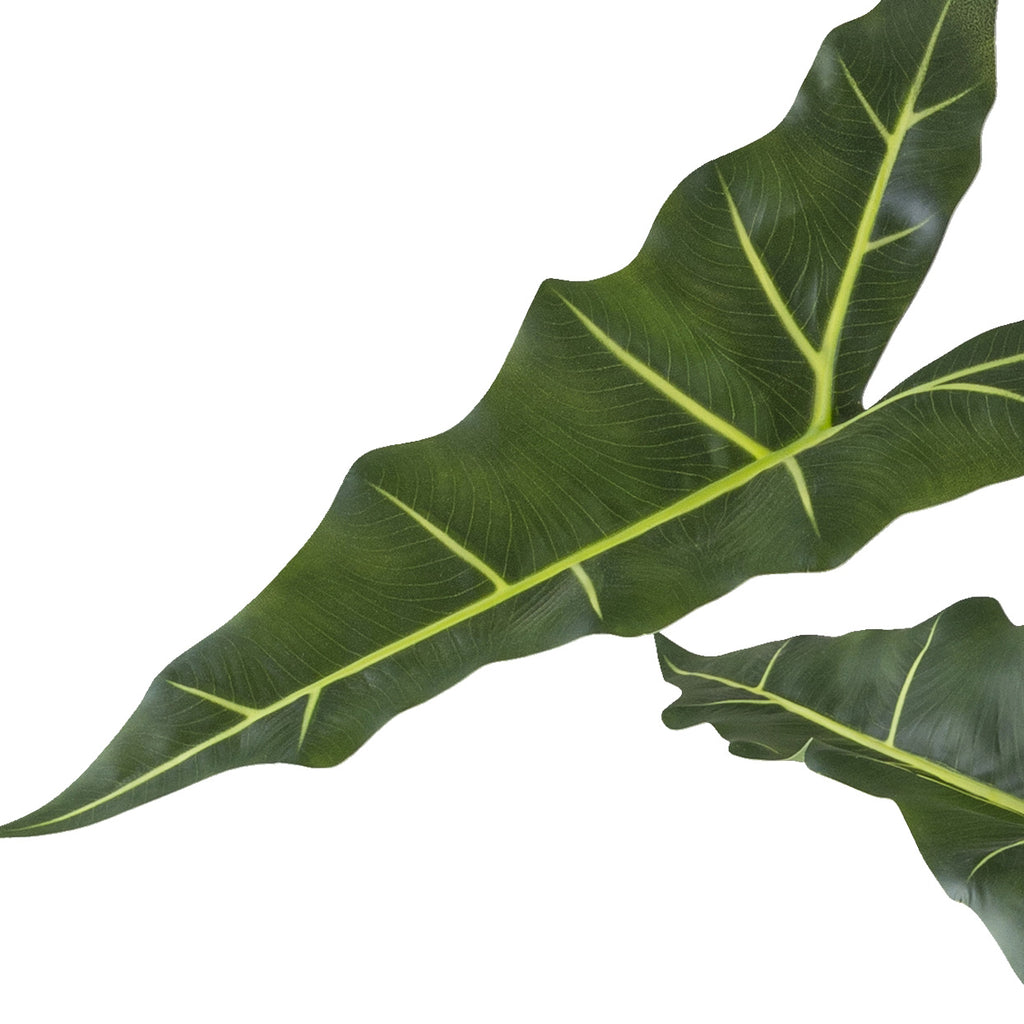 Alocasia zebrina Sarian x7, 100cm gruen im Kunststofftopf 14x13cm