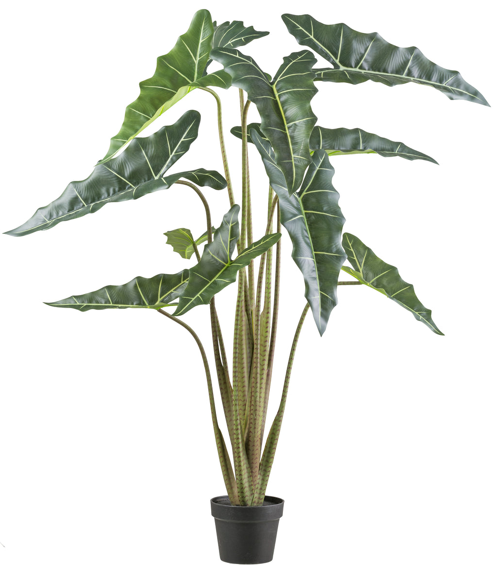 Alocasia zebrina Sarian x11, 130cm gruen im Kunststofftopf 17x14cm