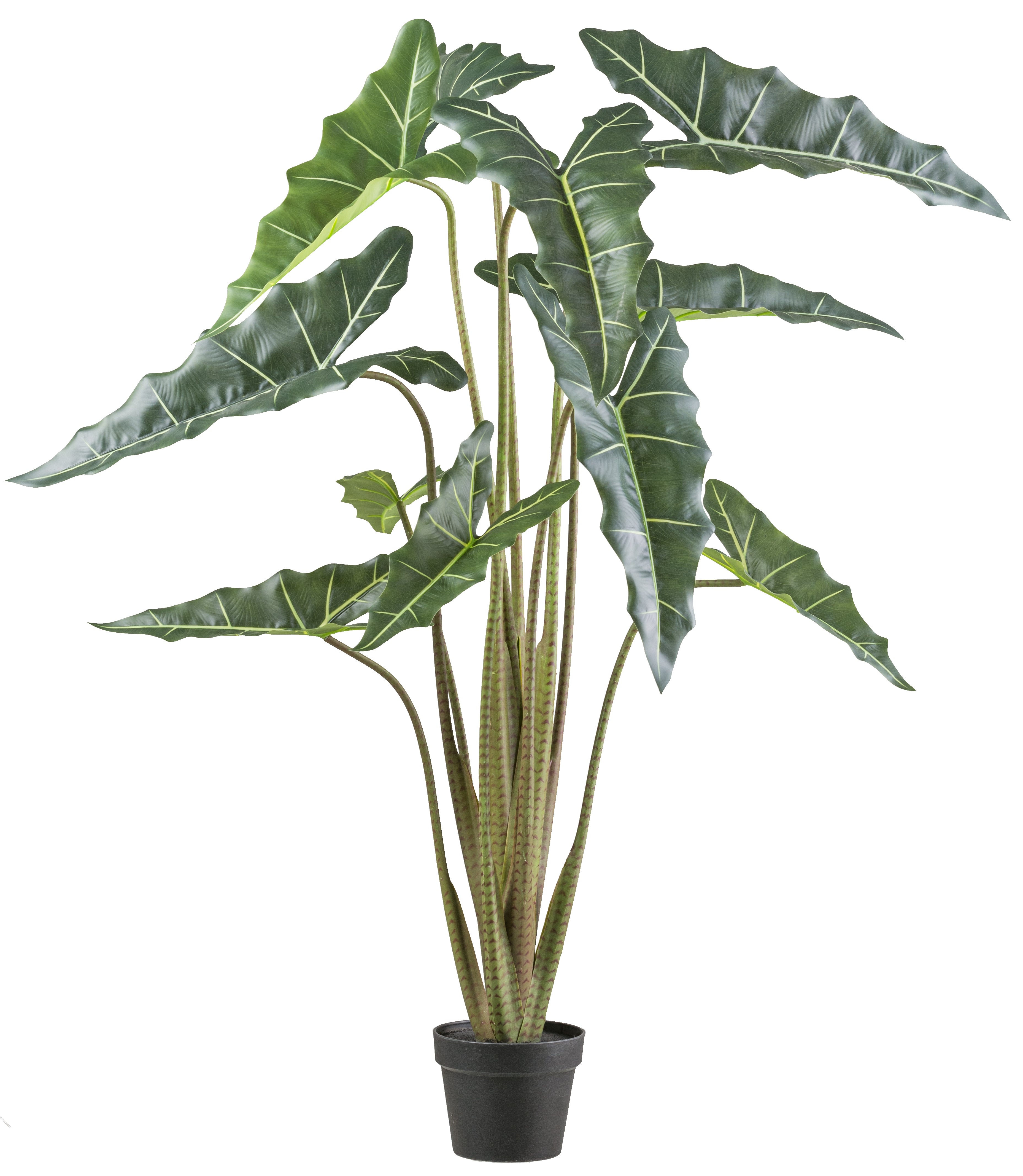 Alocasia zebrina Sarian x11, 130cm gruen im Kunststofftopf 17x14cm
