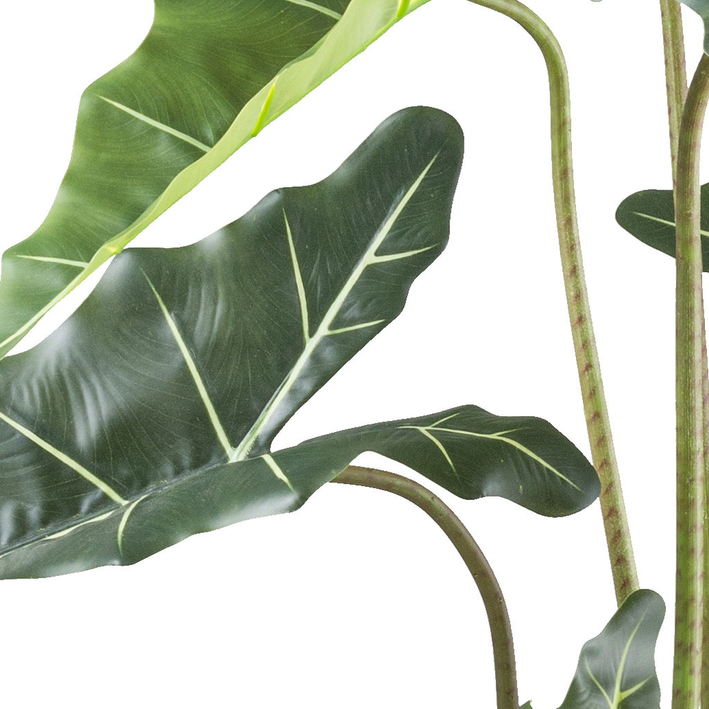 Alocasia zebrina Sarian x11, 130cm gruen im Kunststofftopf 17x14cm