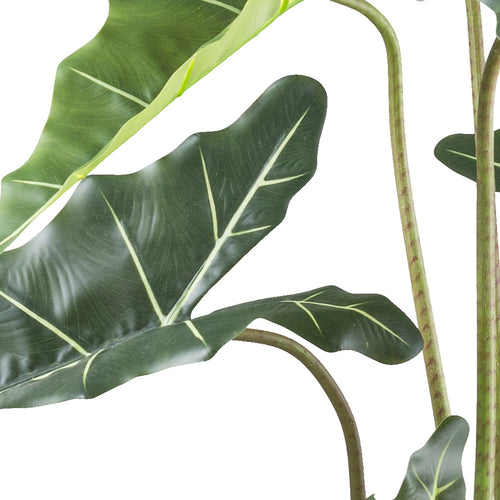 Alocasia zebrina Sarian x11, 130cm gruen im Kunststofftopf 17x14cm