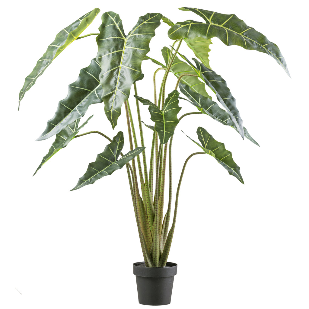 Alocasia zebrina Sarian x13, 160cm, gruen, im Kunststofftopf 19x17cm