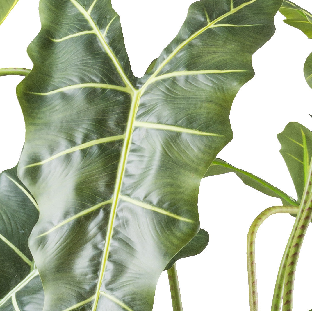 Alocasia zebrina Sarian x13, 160cm, gruen, im Kunststofftopf 19x17cm