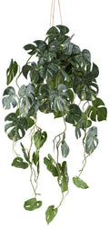 Splitphilodendron varigata x9 80cm gruenweiss in Kunststoffhaengeampel 12x11cm
