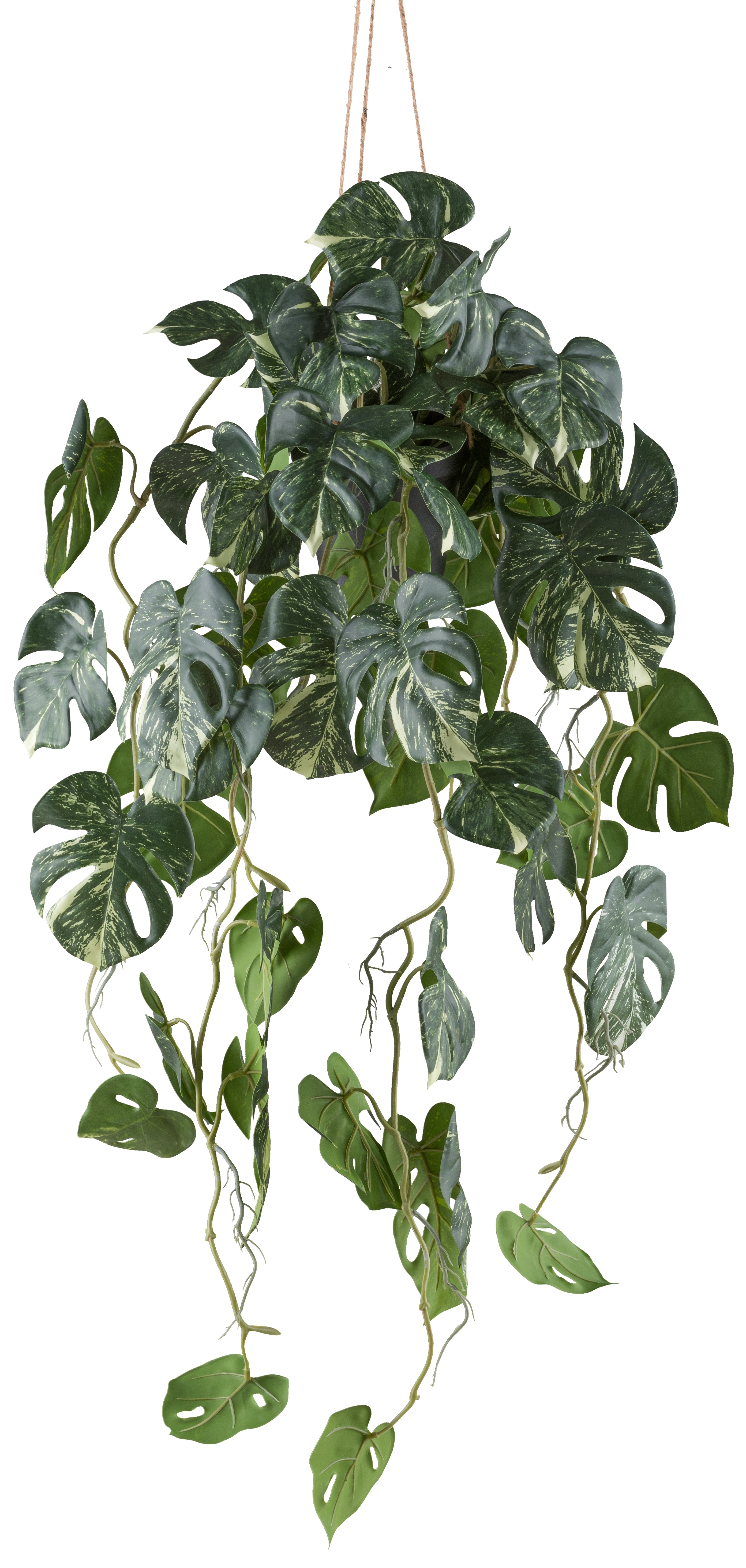 Splitphilodendron varigata x9 80cm gruenweiss in Kunststoffhaengeampel 12x11cm