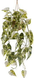 Syngonium podophyllum albo variegata, 80cm, gruenweiss, in Korbhaengeampel 15x10cm