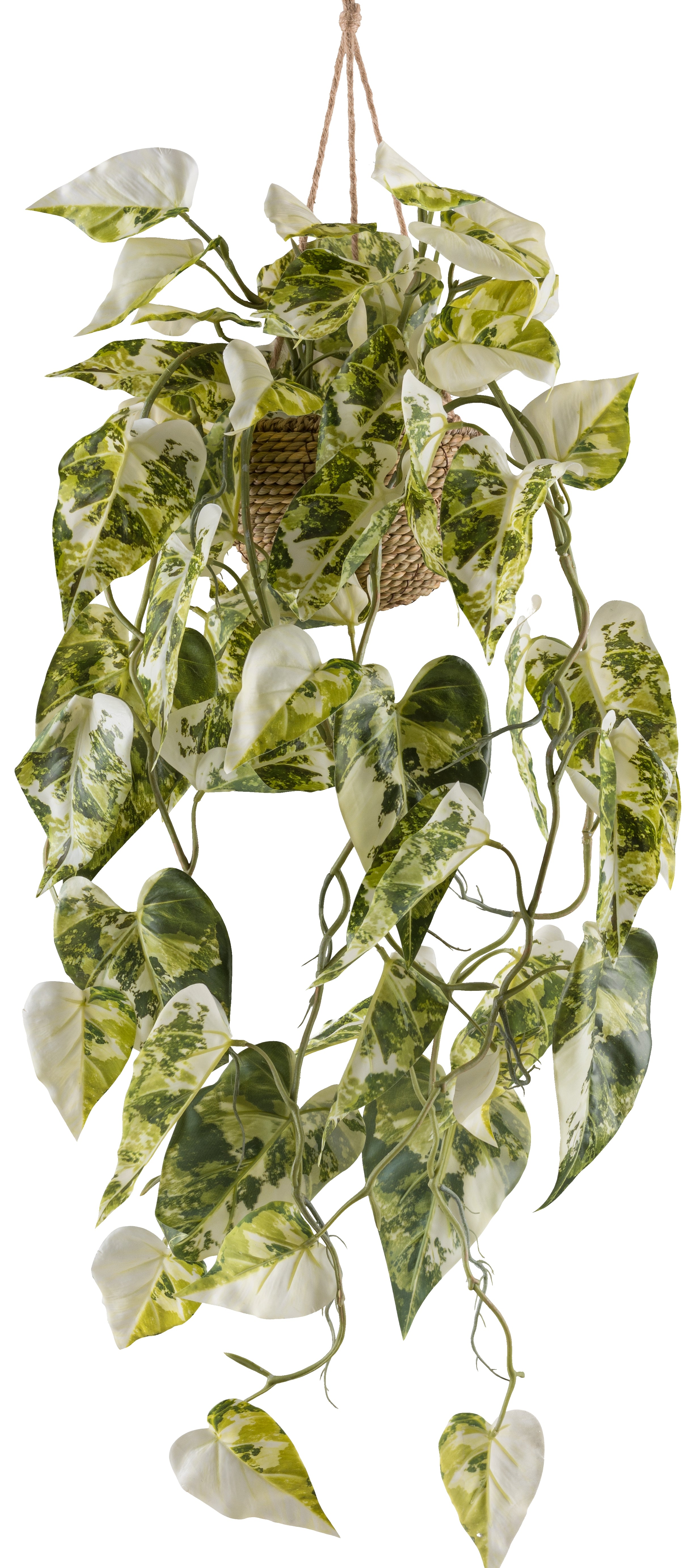 Syngonium podophyllum albo variegata, 80cm, gruenweiss, in Korbhaengeampel 15x10cm