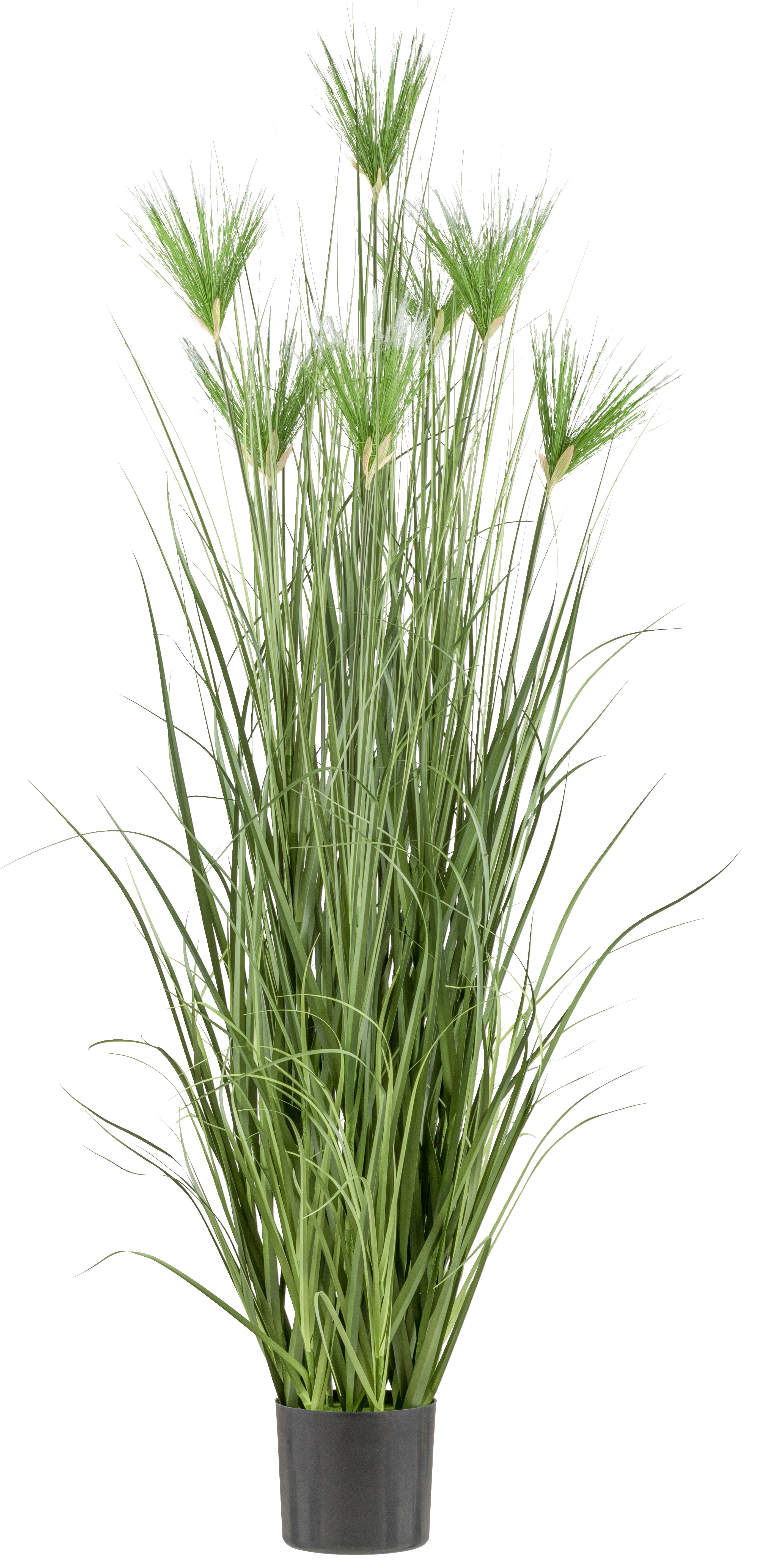 Cyperus longus Gras x7, 180cm im Kunststofftopf 19,5x17,cm